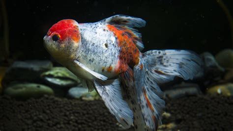 金魚魚缸|金魚魚缸挑選 造景及養護須知 – 寵物百科